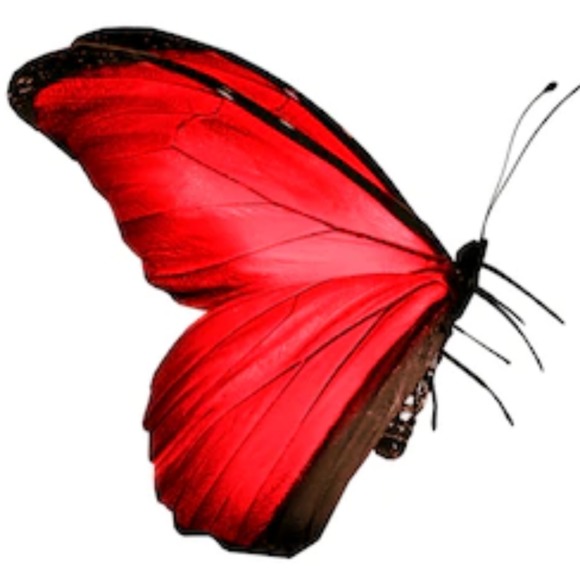 butterfly106